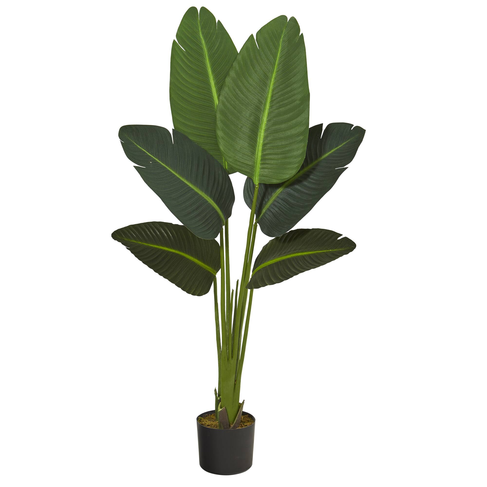 4ft. Potted Travelers Palm